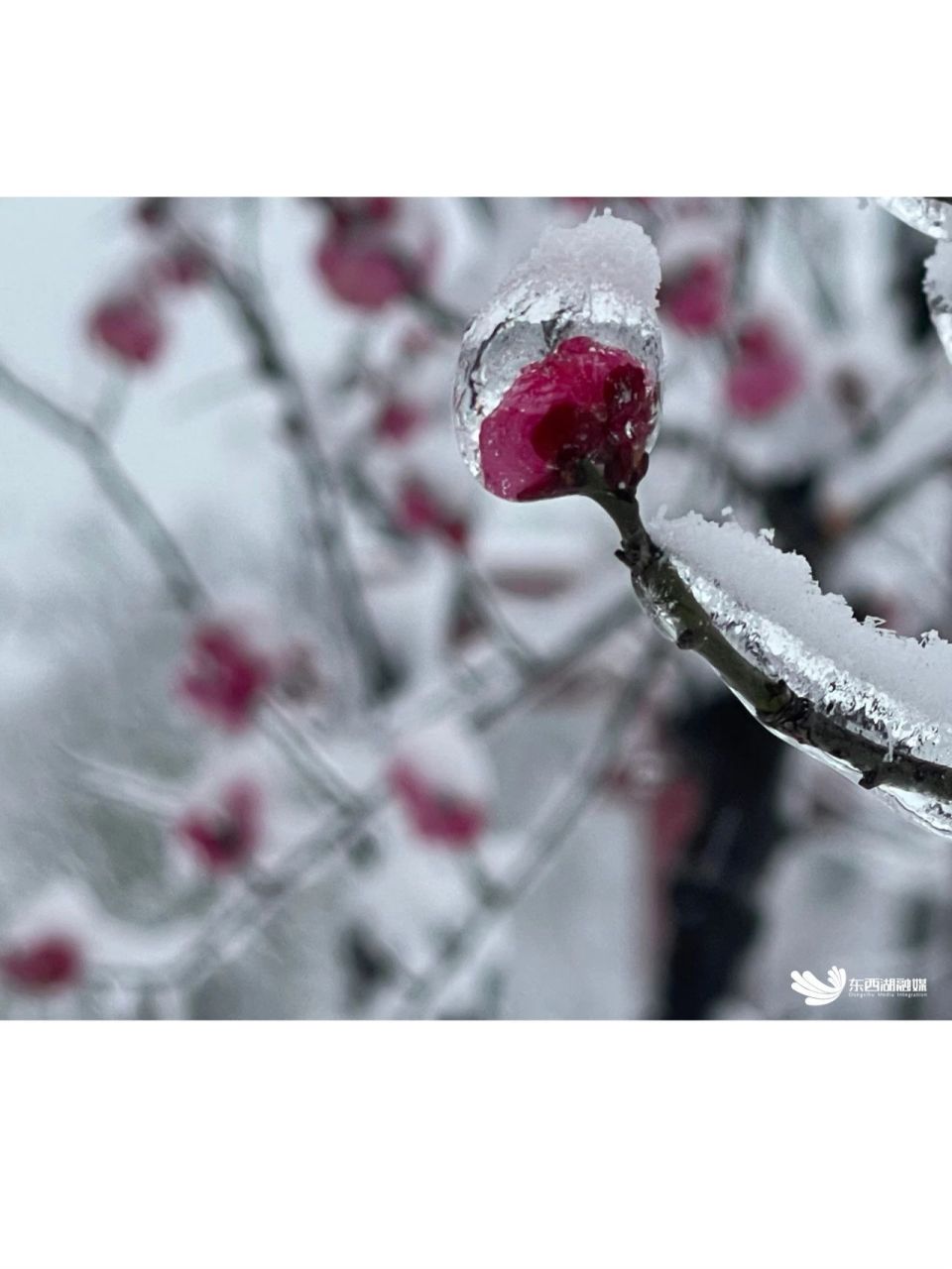 唯美雪梅图片图片