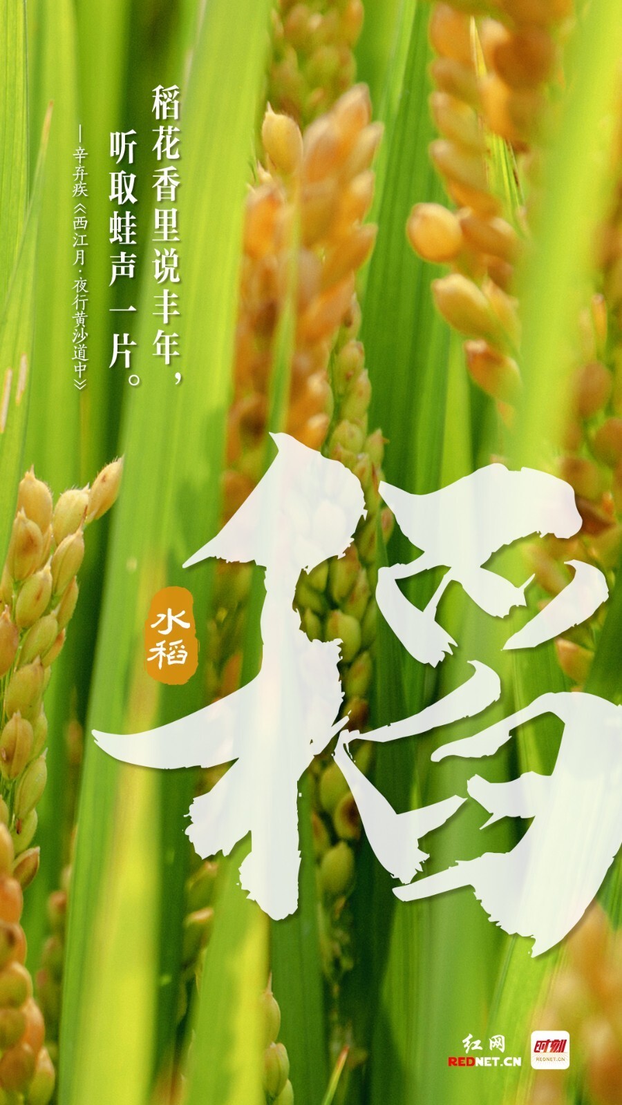 海报丨五谷丰登