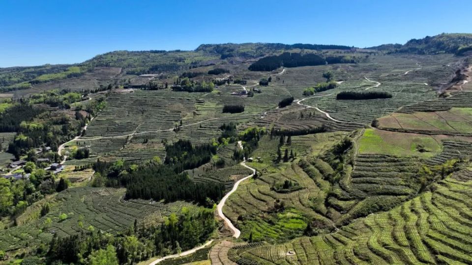 天全县第二届"二郎山"高山白茶采摘节开幕_腾讯新闻