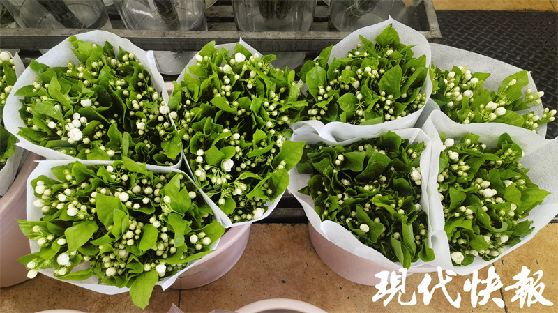 芍药价格多少钱一斤啊图片大全