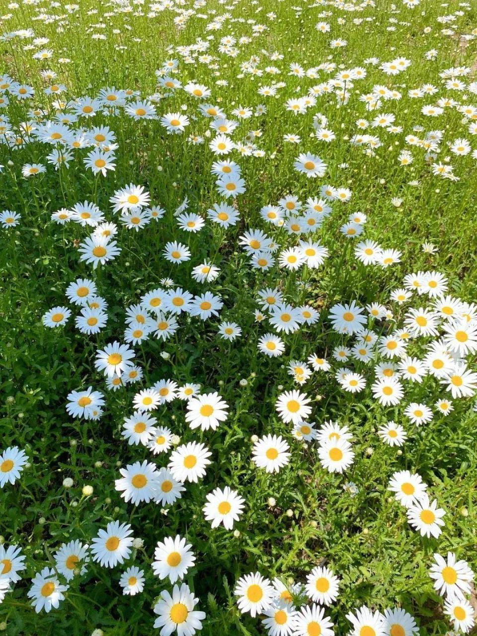 处处都是花海瀑布