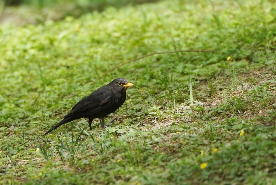 已发现野生鸟类15目34科85种海淀公园成城市观鸟新地标