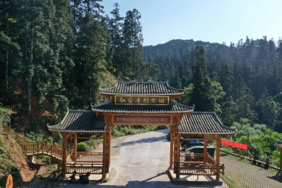 资料图片:融安县香杉公园而《香杉香》mv的发布,正是融安县文旅产业