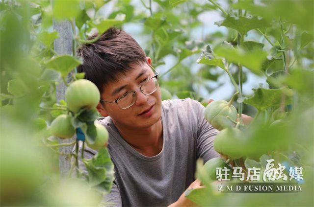 驻马店市驿城区:90后大学生返乡创业 大山深处种出"致富果"