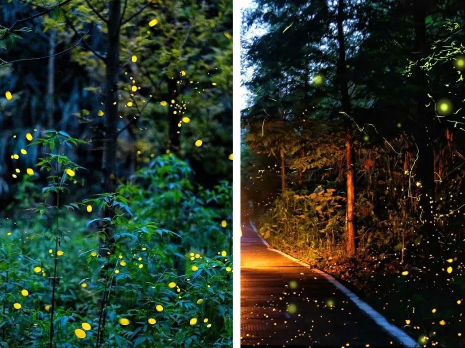 小红书@蕊宝在成长/ 杭州·千岛湖酉坞里萤火虫主题公园 /今天浙游君