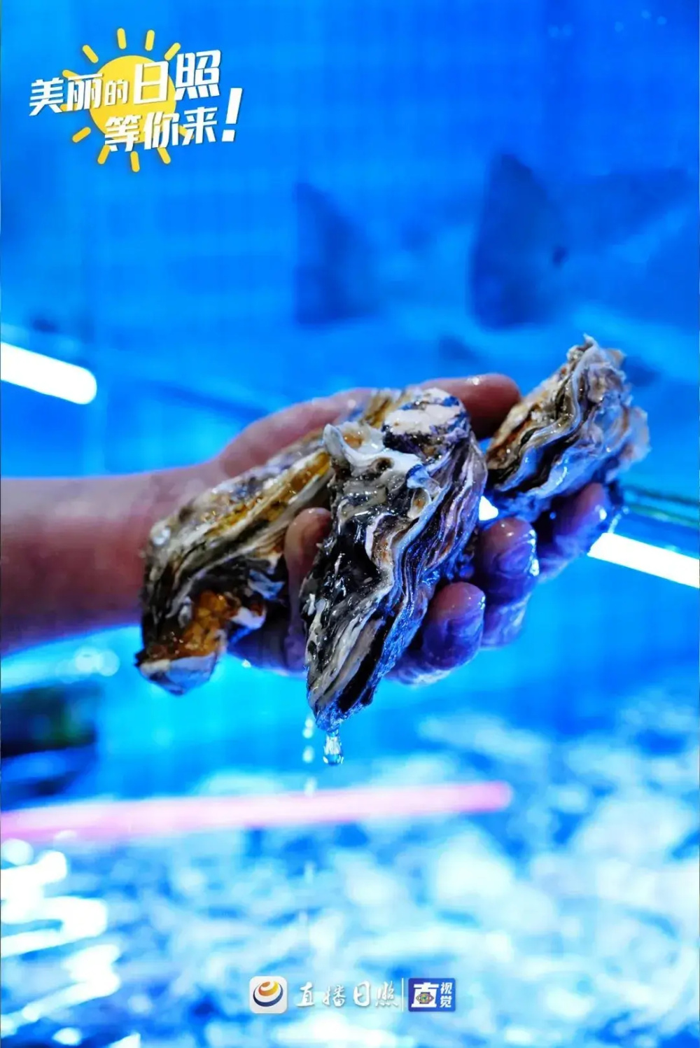 大螃蟹,虾婆,生蚝,扇贝,大海螺,石斑鱼,八爪鱼……个个生猛威武还没有