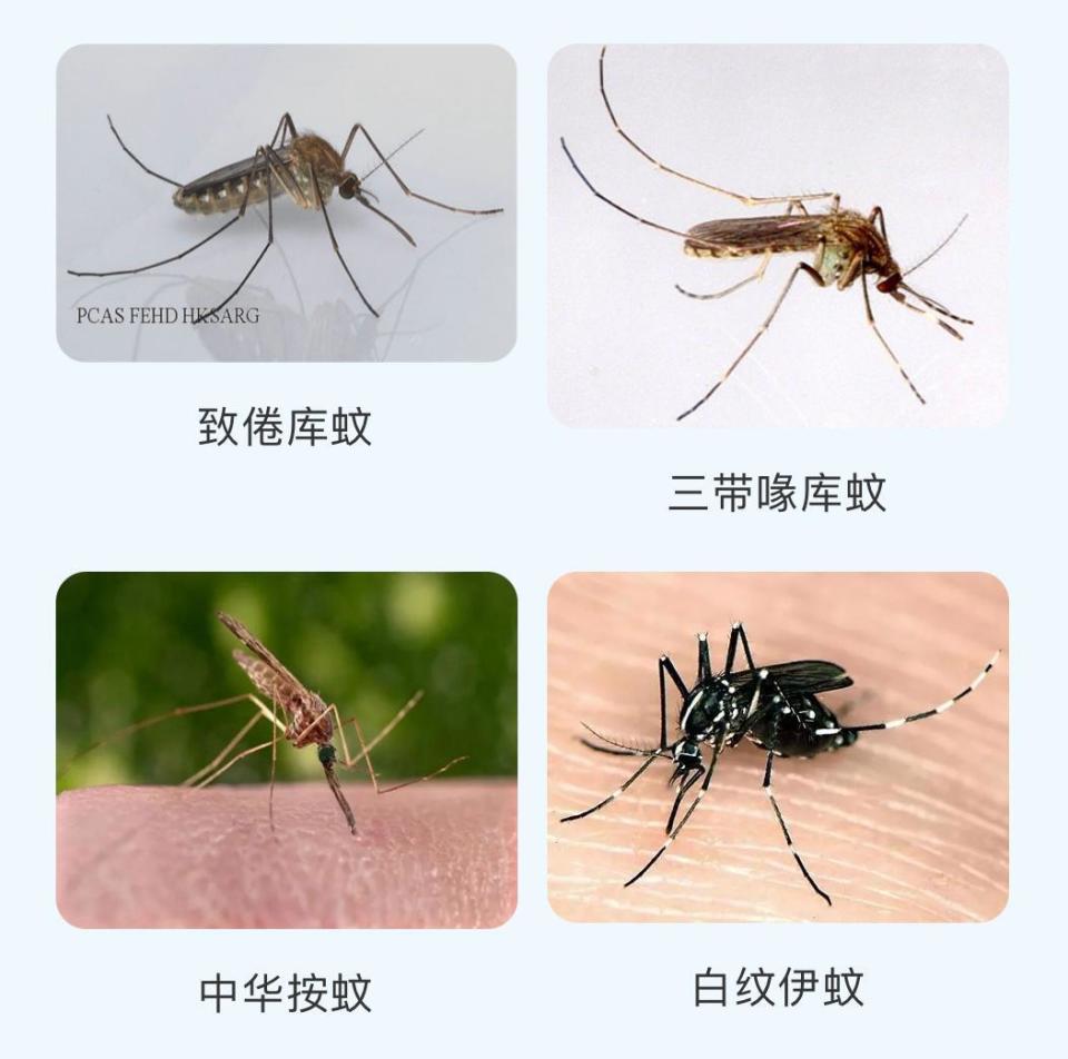 湖南近期报告多起登革热病例蚊子种类繁多到底哪类是致病的祸首