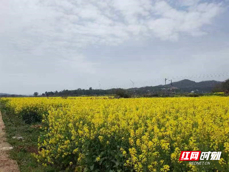 永兴县柏林镇做实田间文章促使农民丰产丰收