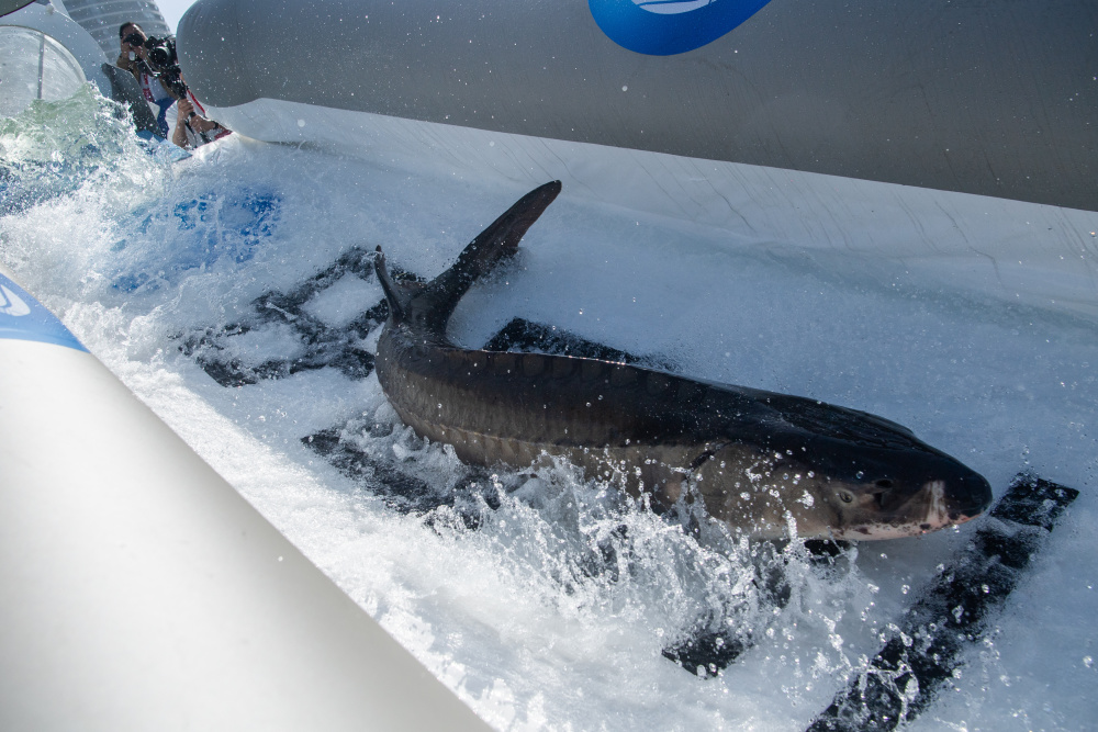 新华全媒丨20余万尾子二代中华鲟放归长江