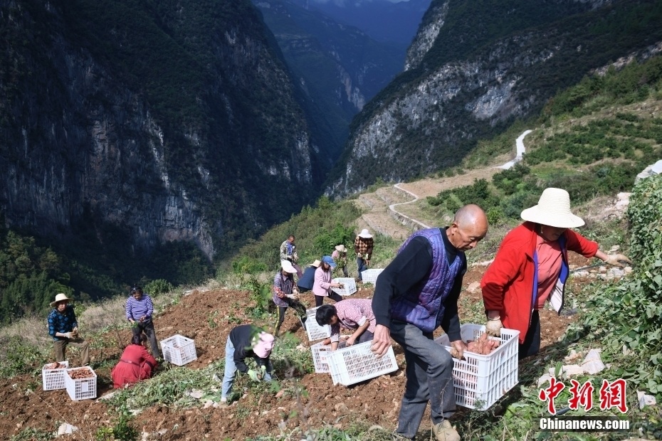 【图刊】秋访重庆巫山下庄村:"下庄天路"见证山乡巨变