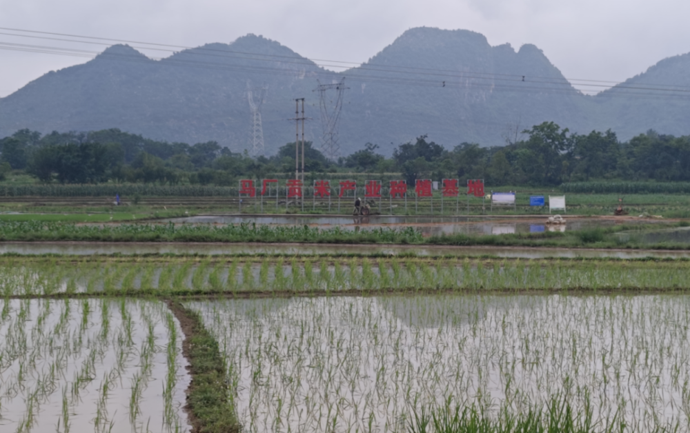 镇宁马厂镇:水稻插秧忙 田间披绿装