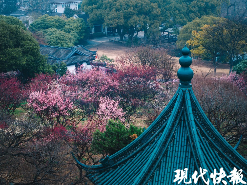 无锡梅园进入最佳观赏期,今年现"双梅同放"景观