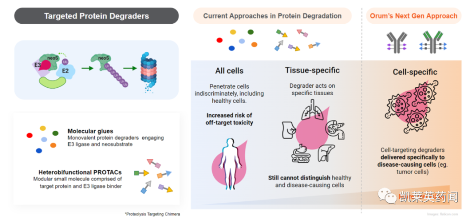 靶向蛋白降解剂“王者”再出手！BMS斥1亿美元预付款，获Orum的ORM-6151项目_腾讯新闻