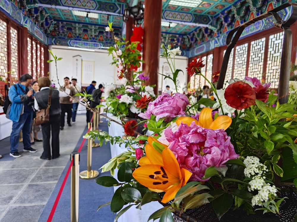 花开盛世2024中国牡丹之都菏泽全国牡丹赛花会开幕全国900余件牡丹