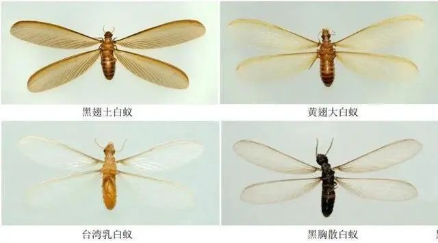 白蚁和水蚁的区别图片图片