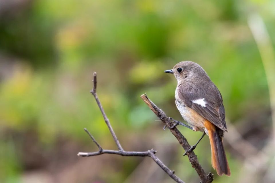 【艺韵飞扬】我区摄影作品赏析:北红尾鸲