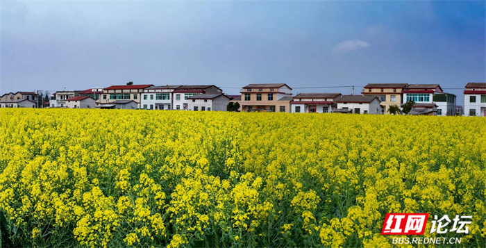 每日一图湖南春天你好湘阴这里的油菜花海金艳上线