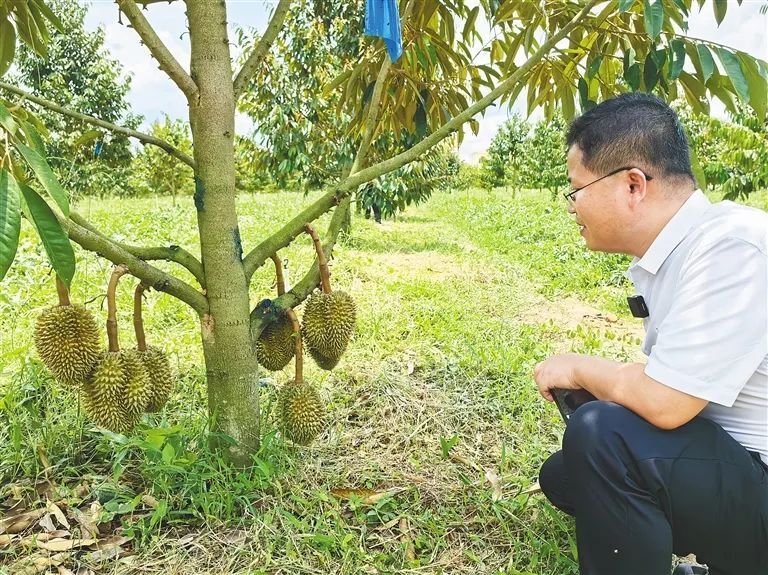基地总产量将达到250吨将增加到4000亩今年,海南榴莲树挂果面积引起
