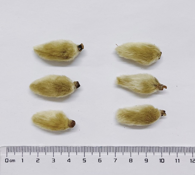 辛夷的现代药理作用广泛,其中的挥发油起主要作用,有镇痛,抗炎,抗过敏