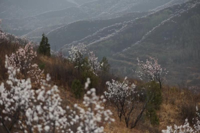 京西瑞云观山杏花迎来最佳观赏期