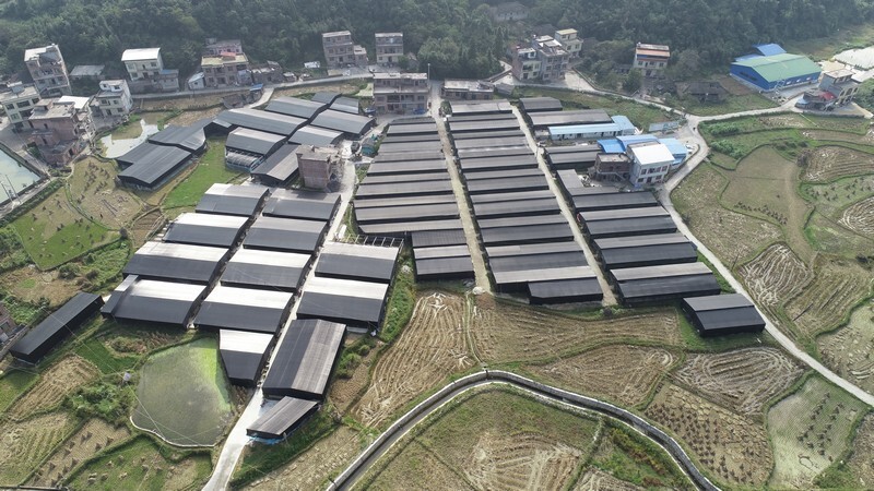 荔波县佳荣镇香菇大丰收群众采摘忙