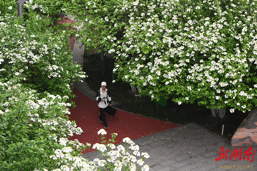 玉树琼花满枝头图片