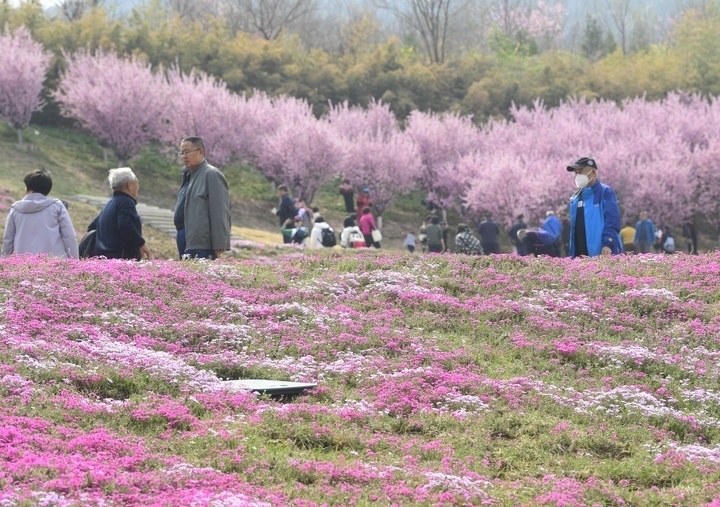 济南最大福禄考花海,即将迎来最美的绽放