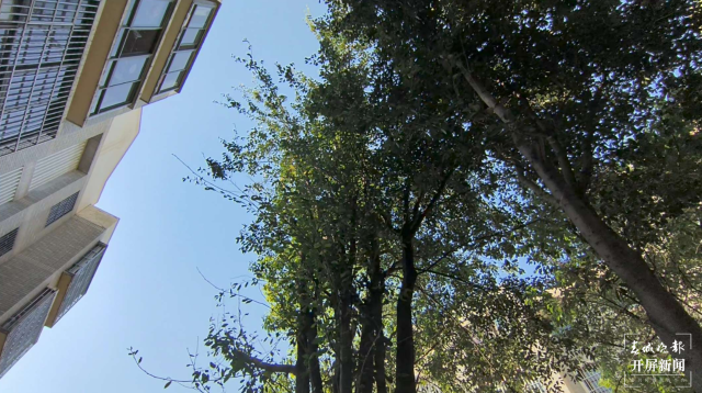 开屏跑腿小区绿化树木过高住户担心倾倒伤人