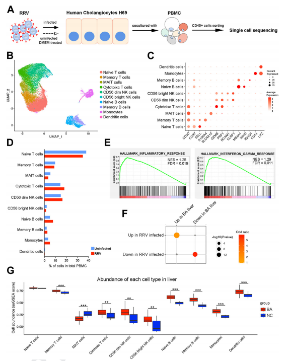 ebiomedicine | 中山大学罗镇华/冯旭阳/刘钧澄团队揭示黏膜相关恒定t