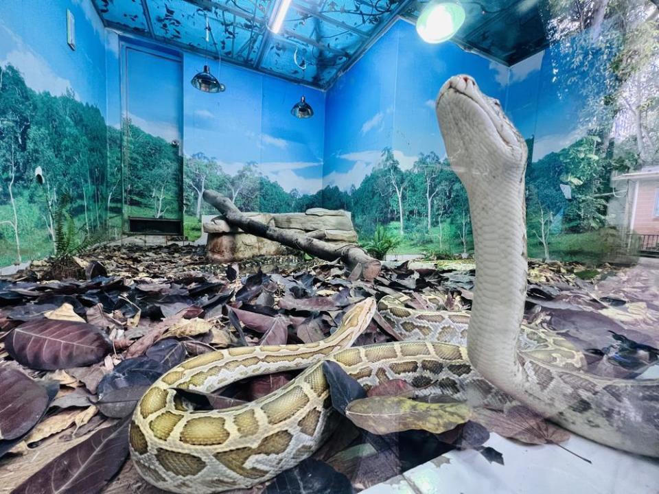 气温骤降,寒潮来袭,广州动物园动物防寒有妙招