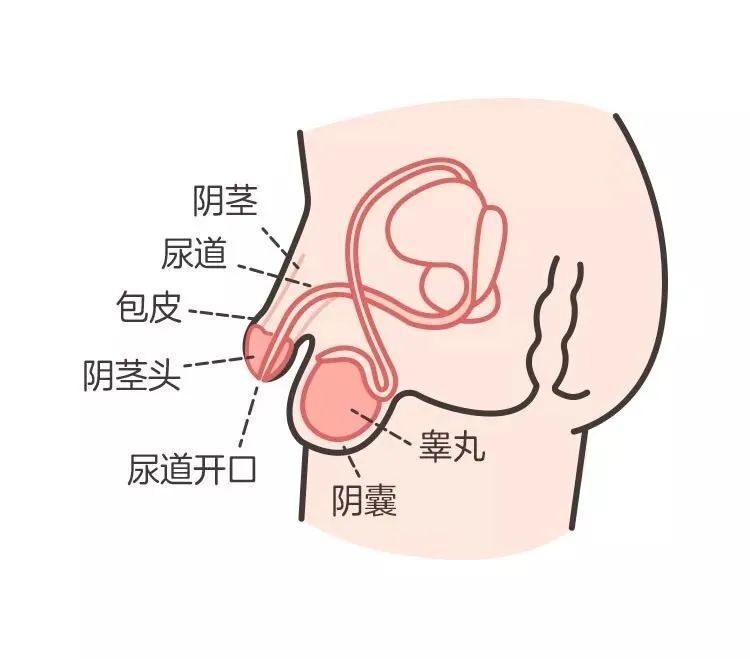 小儿包茎图片