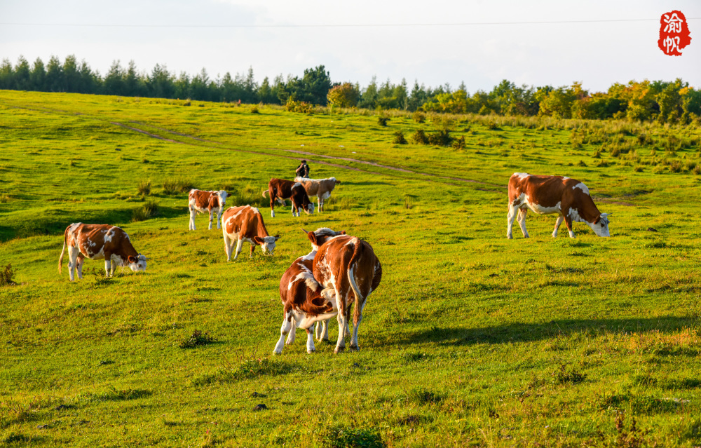 中朝边境的高山草原,牛羊成群美如画卷,朝鲜第三大城市尽收眼底_腾讯