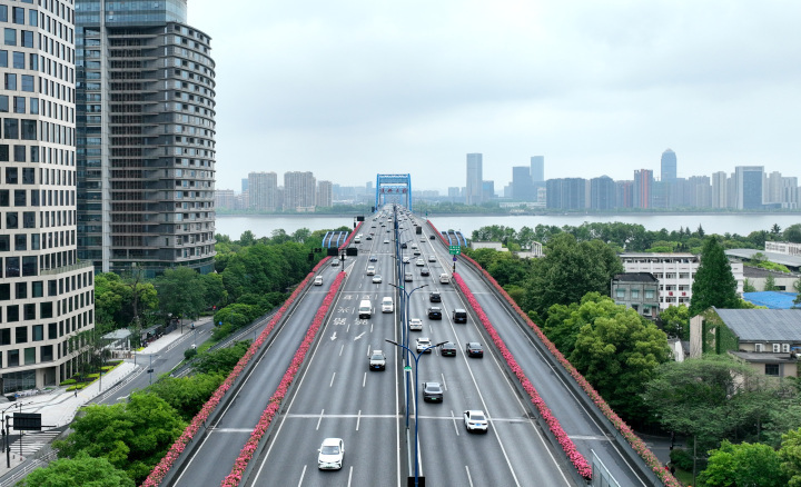 浪漫花路回归杭州高架月季盛放
