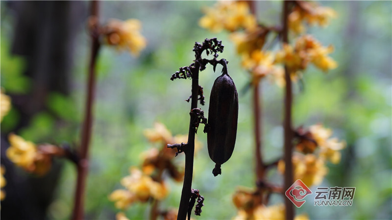 宾川发现国家二级重点保护野生兰科植物毛萼山珊瑚
