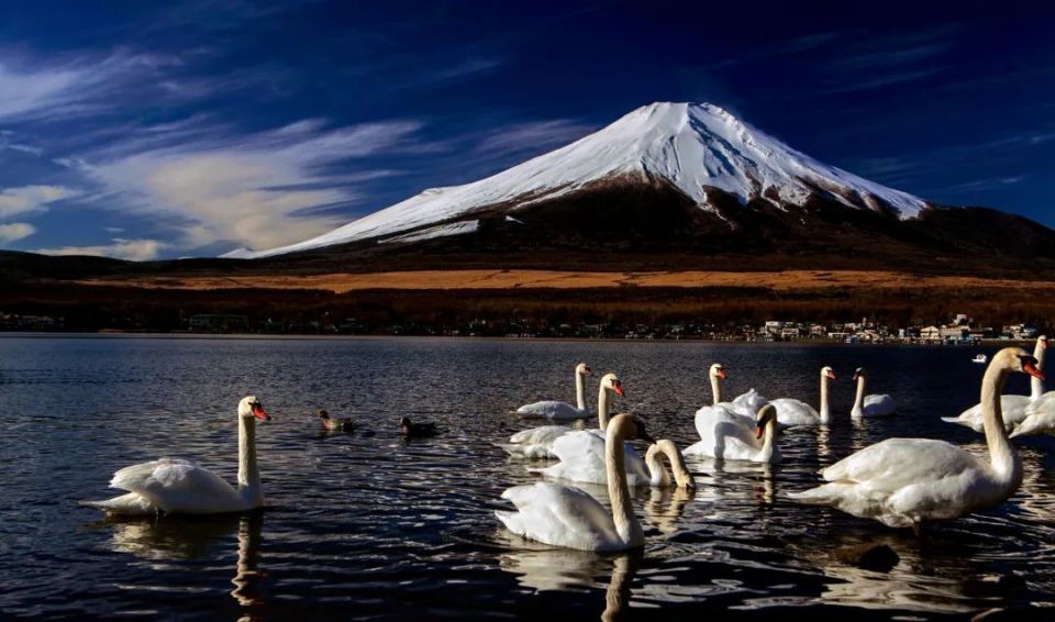富士山"黑幕"冲击世界