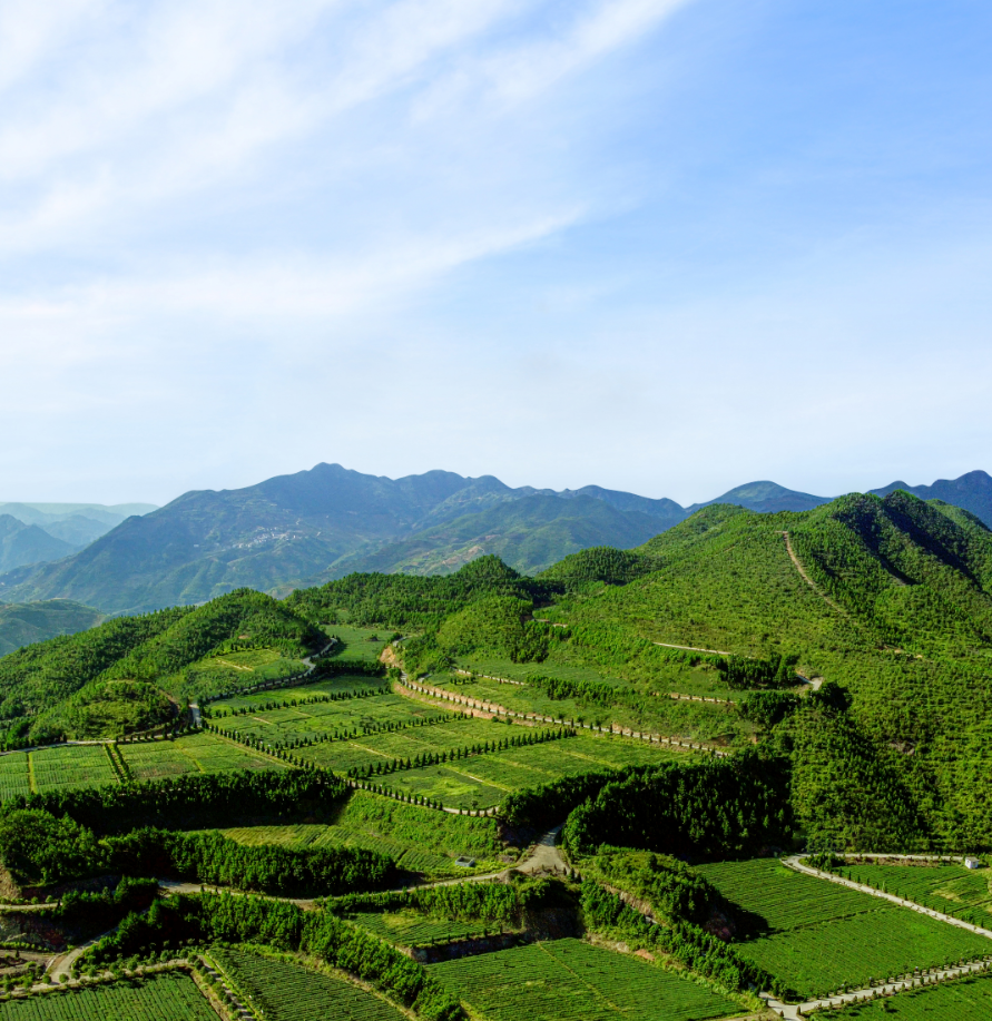 铁观音茶庄园之一规格最高,自然生态环境最好的茶庄园被誉为安溪规模