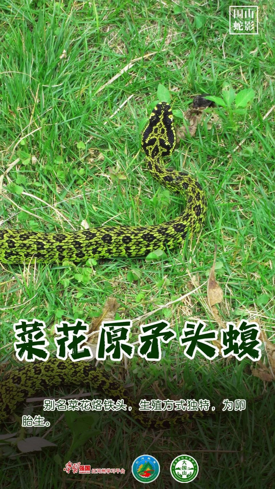 秘境红河 | 围山蛇影——揭秘云南大围山里的蛇类密码