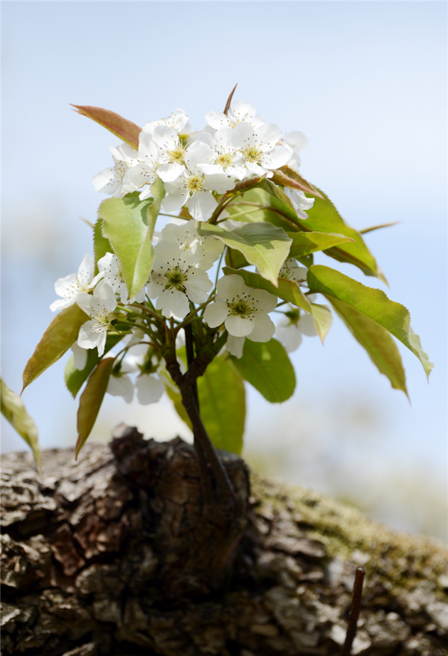 小贴士地址:龙井梨花民俗文化广场吉林省延边朝鲜族自治州龙井市延龙