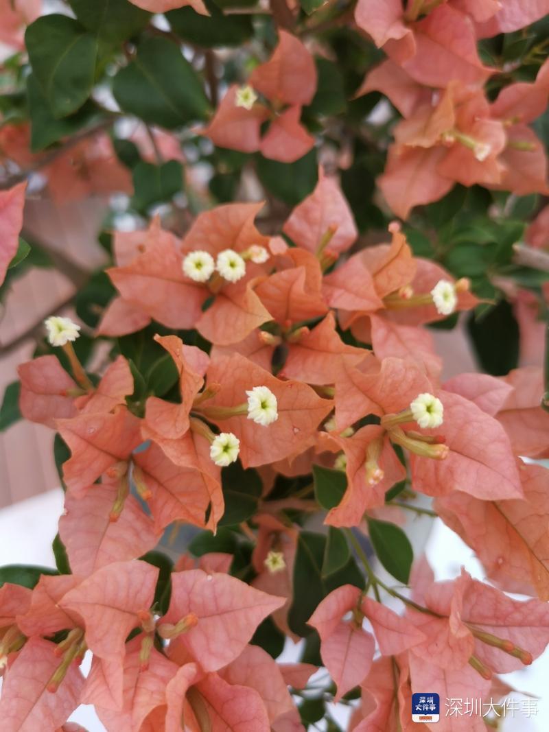 美炸了莲花山变簕杜鹃花海280余个品种根本看不完