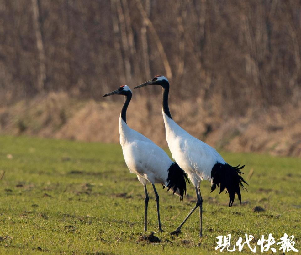 丹顶鹤守护者|刘文举:追拍20多年,"湿地精灵"治愈了自己