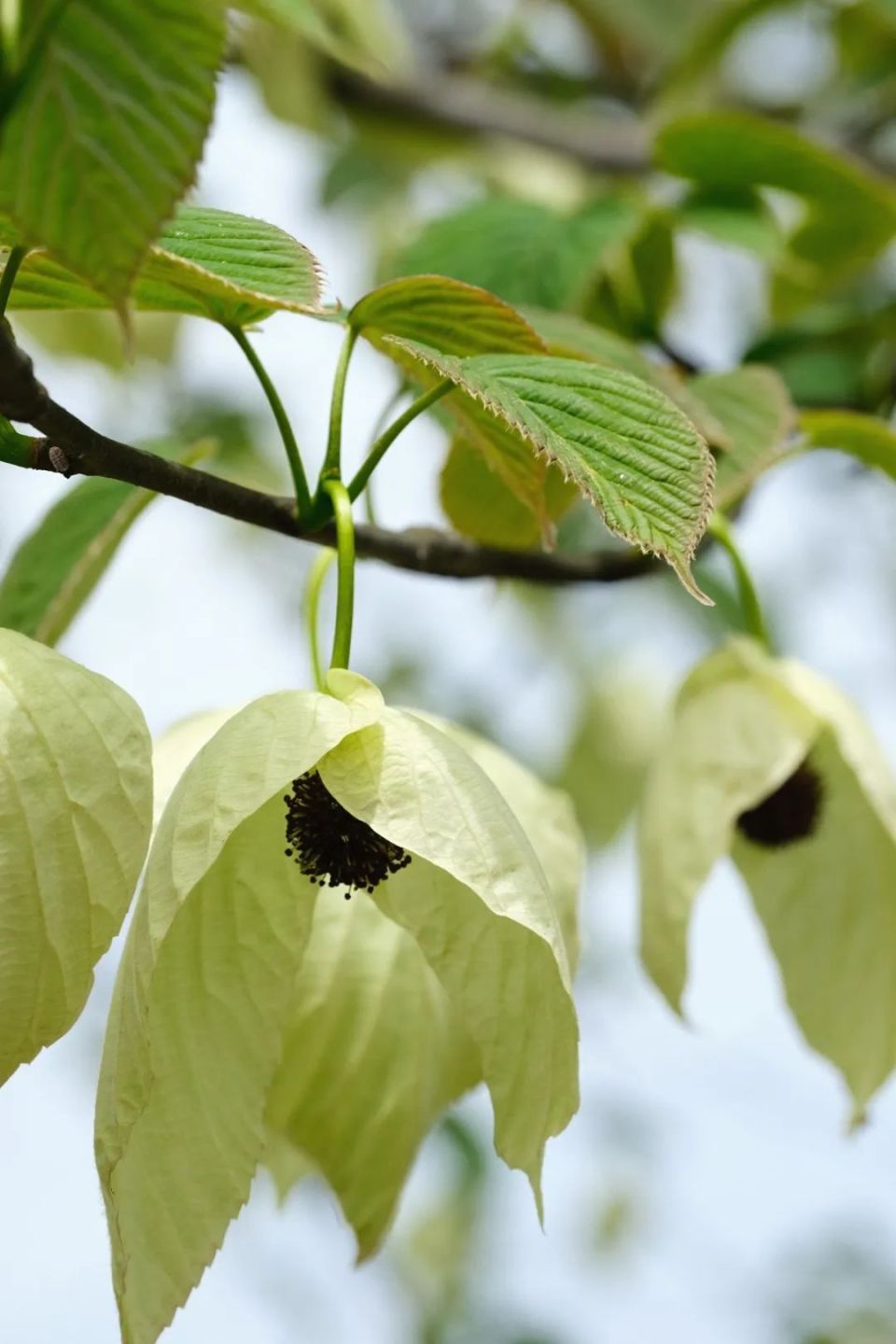 背景 壁纸 绿色 绿叶 树叶 植物 桌面 960_1440 竖版 竖屏 手机