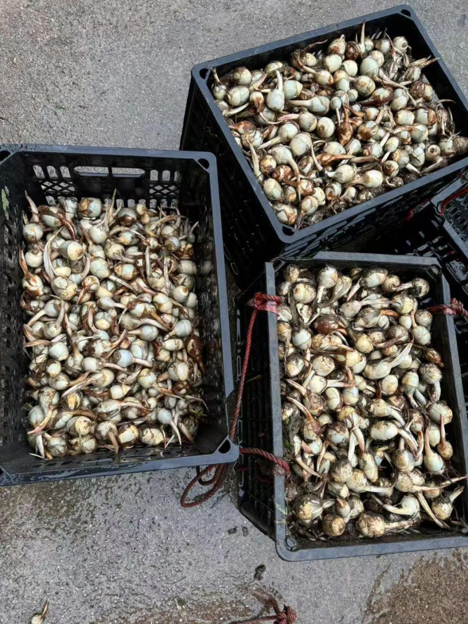 85岁老人种植的慈菇新鲜上市!让我们一起传递温暖与爱心!