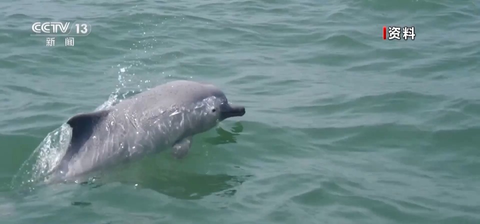 妈妈去世后 中华白海豚小墩墩围着研究人员的船游了一小时