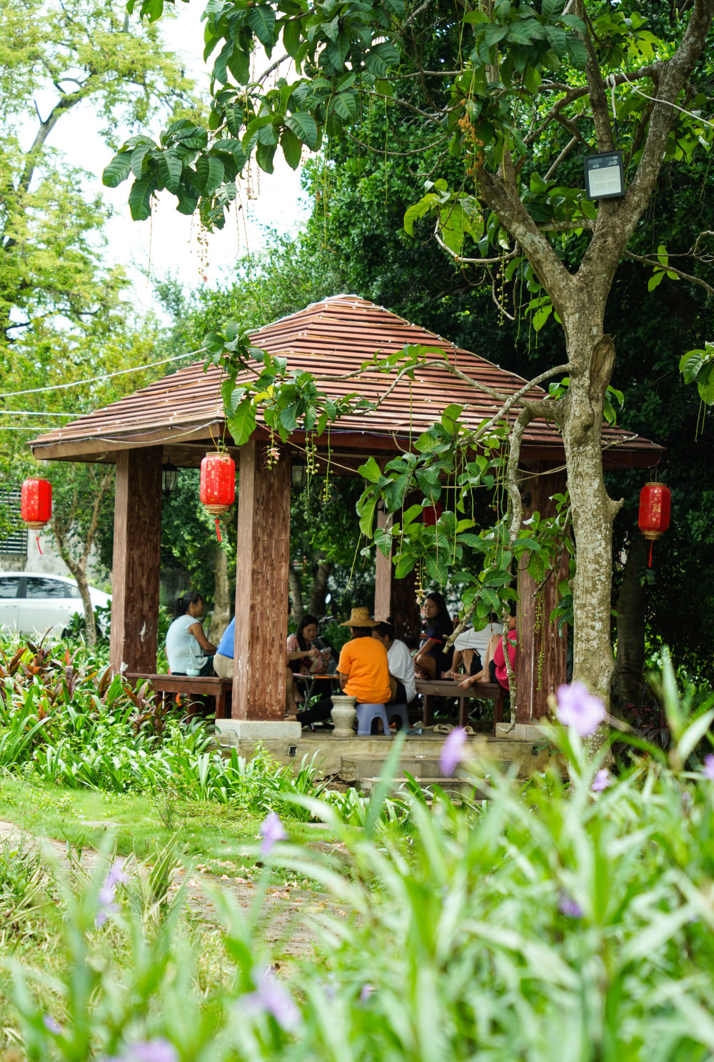 (社会)海南儋州:玉蕊花香七里村