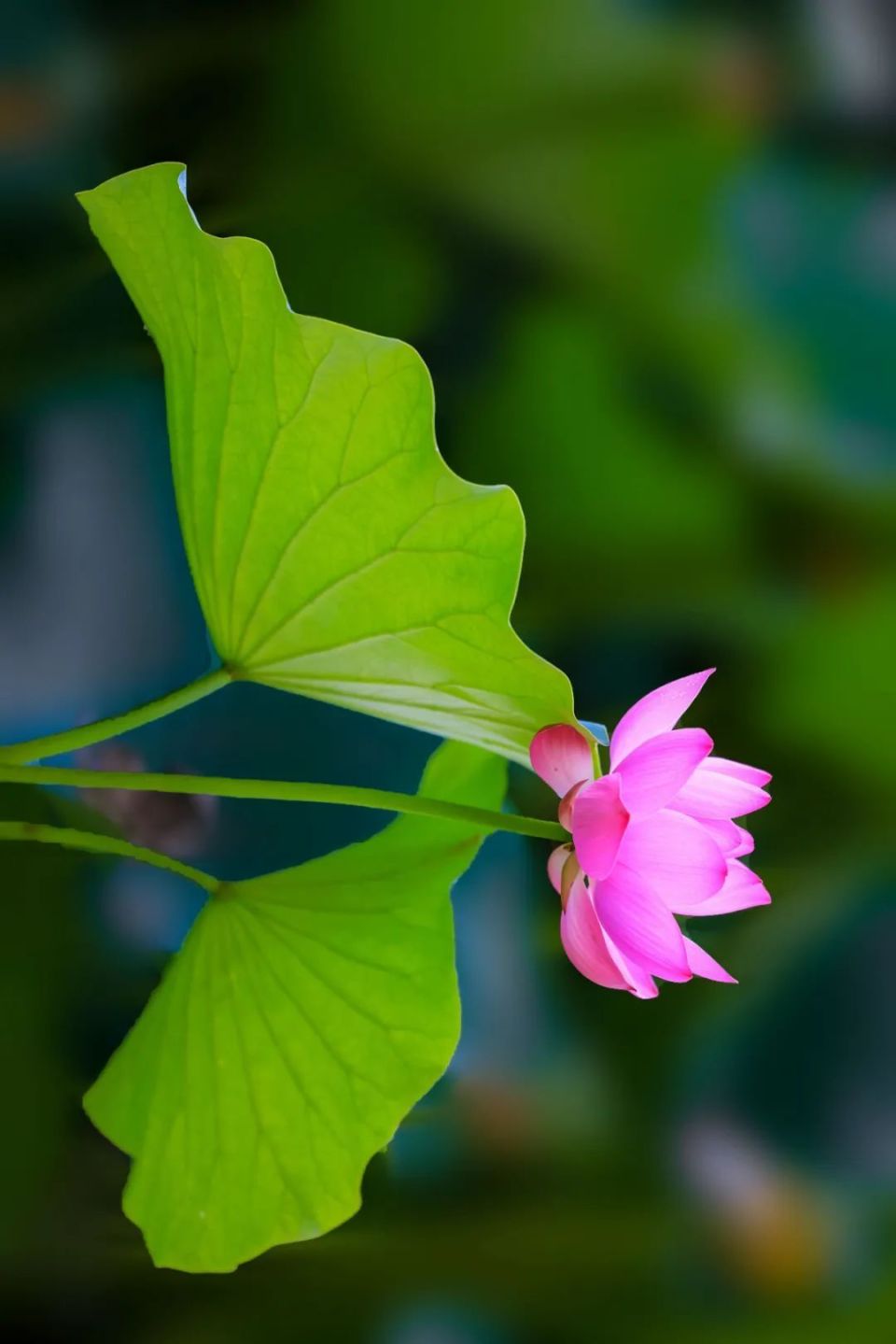 美丽新源:盛夏荷花 争奇斗艳