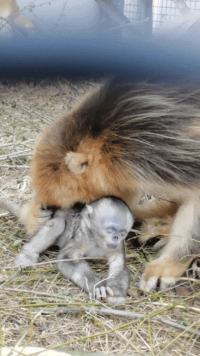 武汉川金丝猴宝宝 2_腾讯新闻