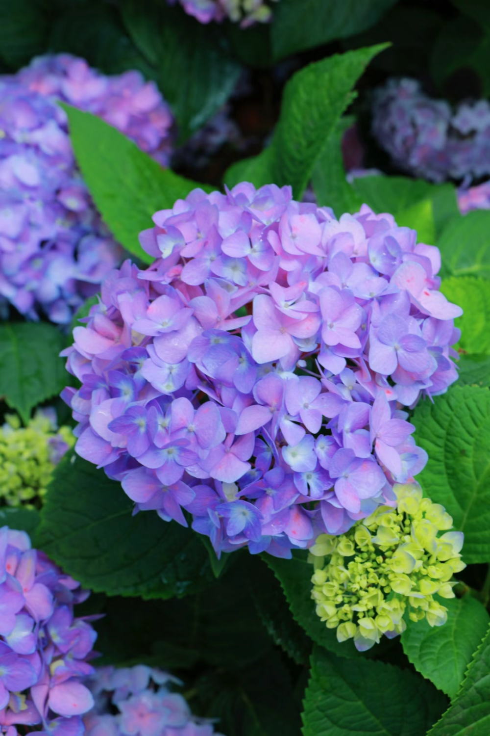 误入爱丽丝童话世界,这片绣球花海太好拍了