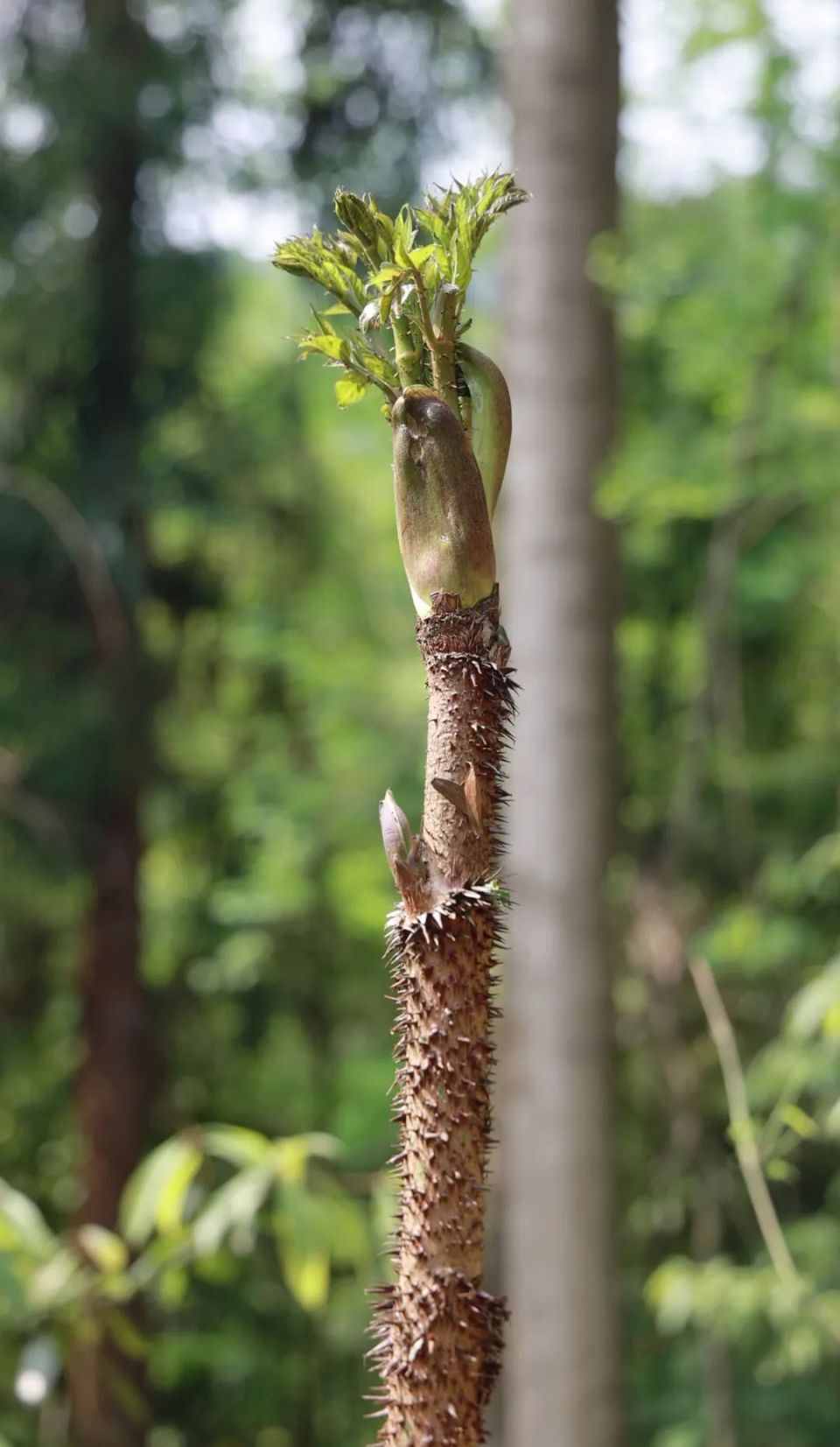 天全春日限定美食——"山野菜之王"刺龙苞