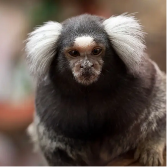 阔鼻小目也叫阔鼻猴类(因为其鼻孔间距比较宽而得名),阔鼻猴类的猴子