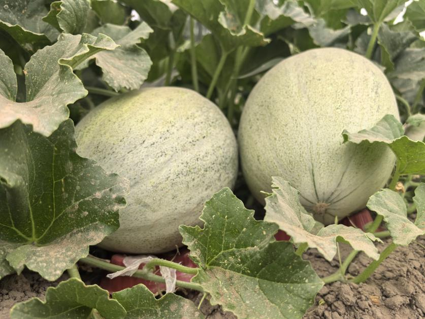 巴楚:"留香瓜"丰收在望 绘就乡村振兴新图景